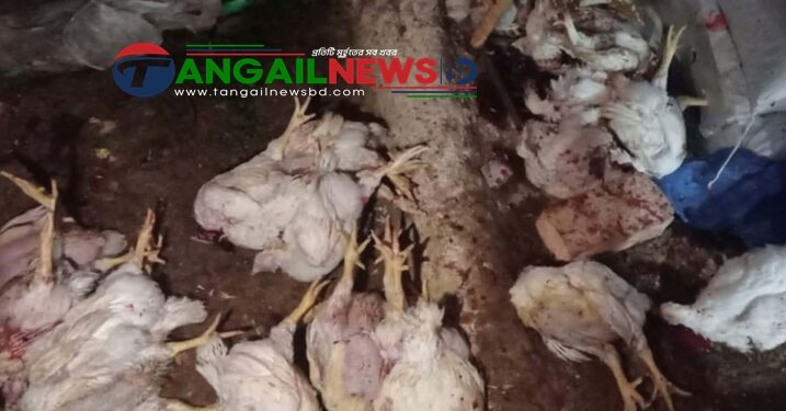 সখীপুরে দীর্ঘসময় বিদ্যুৎ বিভ্রাটে ১৬শ’ মুরগির মৃত্যু