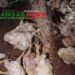 সখীপুরে দীর্ঘসময় বিদ্যুৎ বিভ্রাটে ১৬শ’ মুরগির মৃত্যু